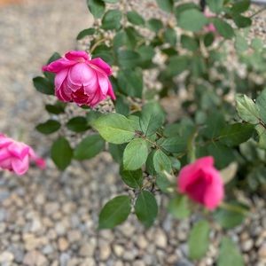 Meet your Posher, Jaye